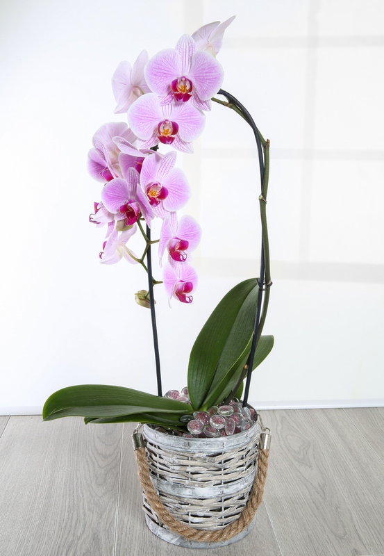 Pink Orchid