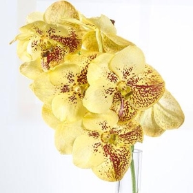 Yellow Orchid